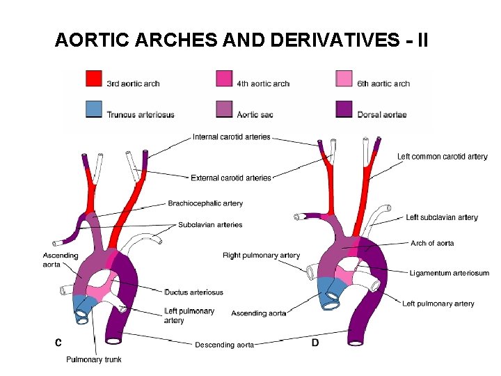 AORTIC ARCHES AND DERIVATIVES - II 