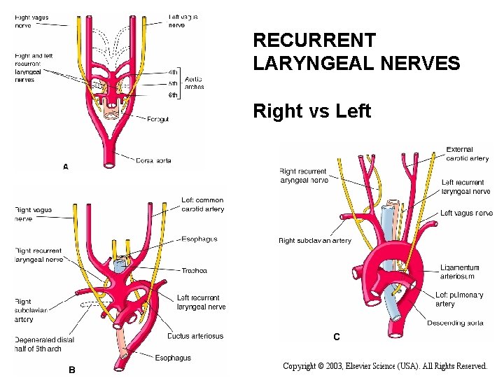 RECURRENT LARYNGEAL NERVES Right vs Left 