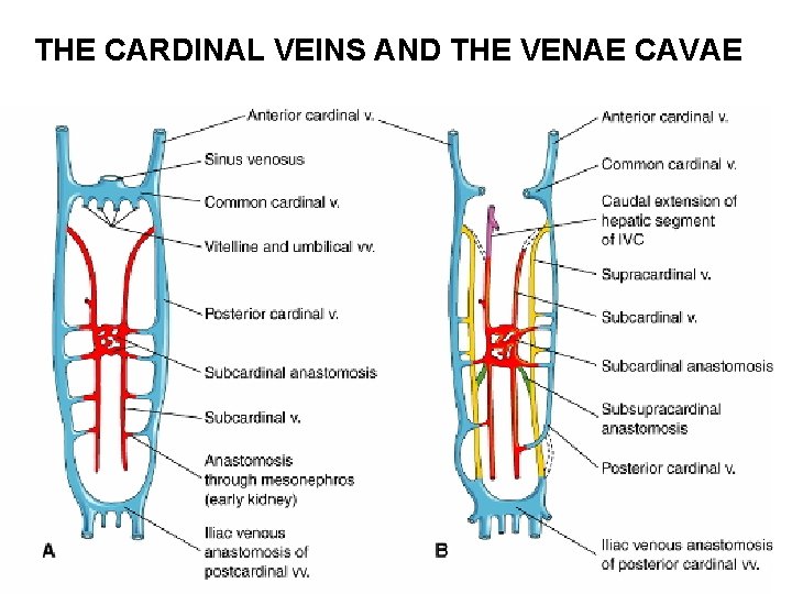 THE CARDINAL VEINS AND THE VENAE CAVAE 