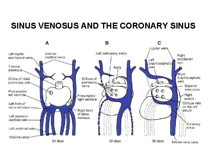 SINUS VENOSUS AND THE CORONARY SINUS 