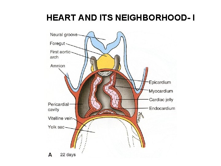 HEART AND ITS NEIGHBORHOOD- I 