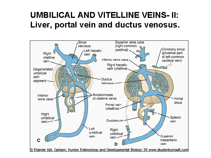 UMBILICAL AND VITELLINE VEINS- II: Liver, portal vein and ductus venosus. 