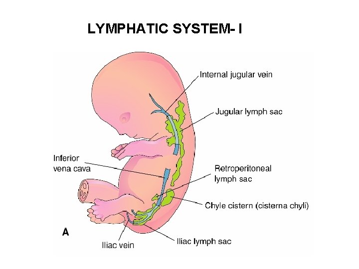 LYMPHATIC SYSTEM- I 