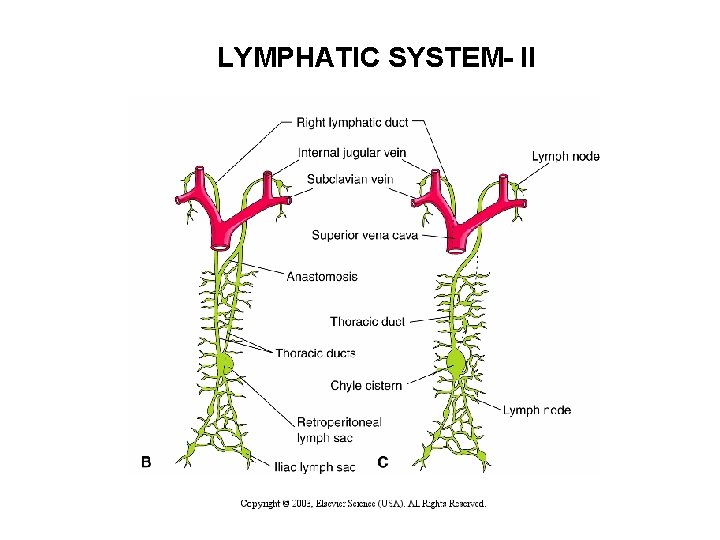 LYMPHATIC SYSTEM- II 