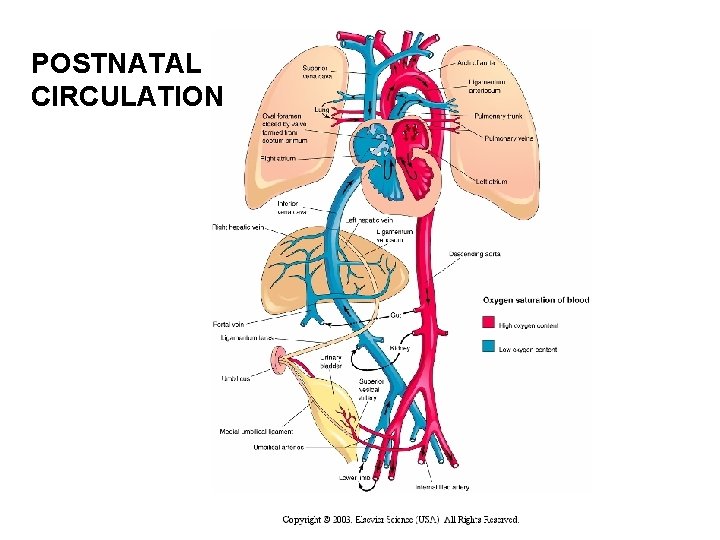 POSTNATAL CIRCULATION 