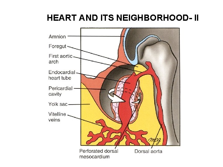 HEART AND ITS NEIGHBORHOOD- II 