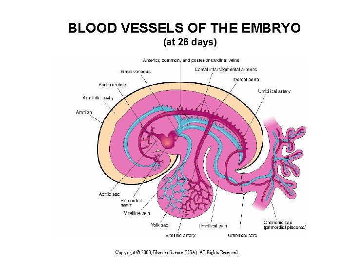 BLOOD VESSELS OF THE EMBRYO (at 26 days) 