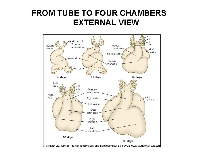 FROM TUBE TO FOUR CHAMBERS EXTERNAL VIEW 