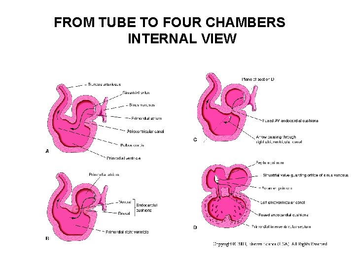 FROM TUBE TO FOUR CHAMBERS INTERNAL VIEW 