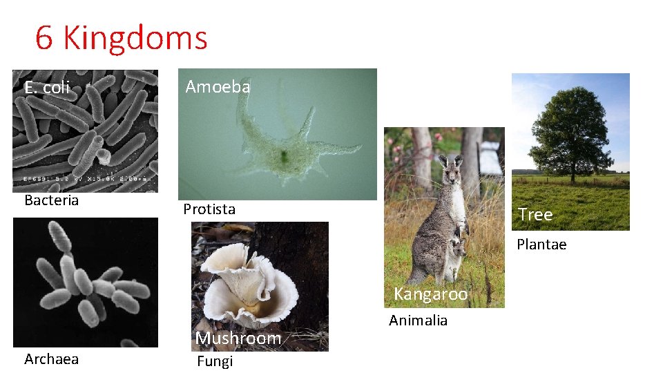 6 Kingdoms E. coli Bacteria Amoeba Protista Tree Plantae Kangaroo Archaea Mushroom Fungi Animalia