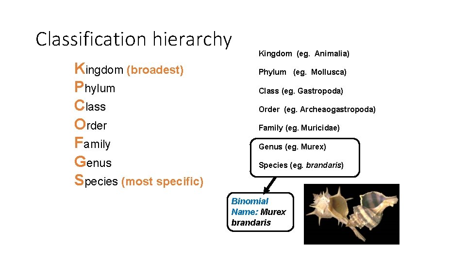 Classification hierarchy Kingdom (broadest) Phylum Class Order Family Genus Species (most specific) Kingdom (eg.
