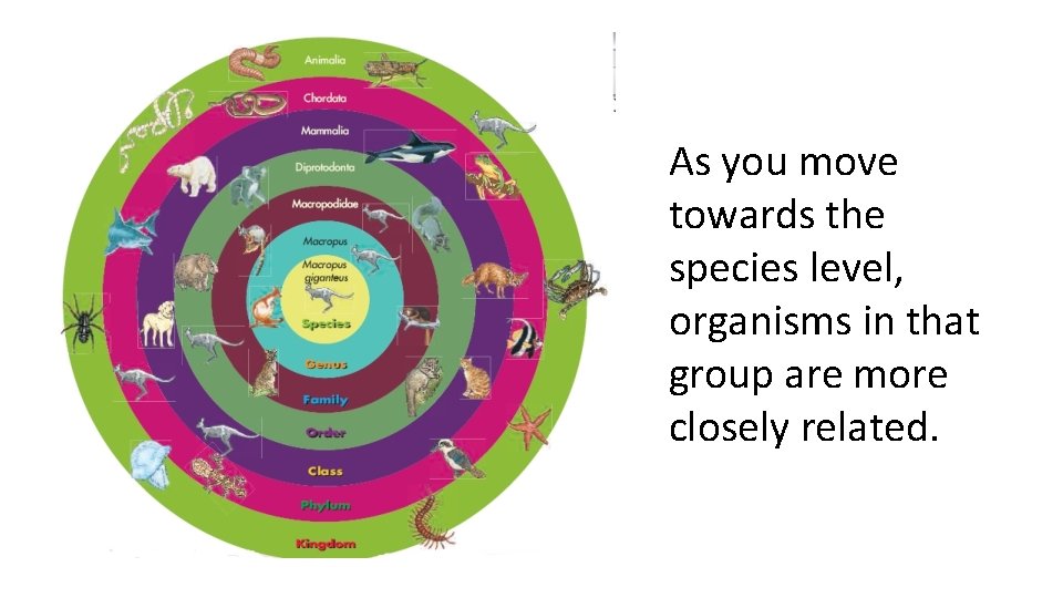 As you move towards the species level, organisms in that group are more closely