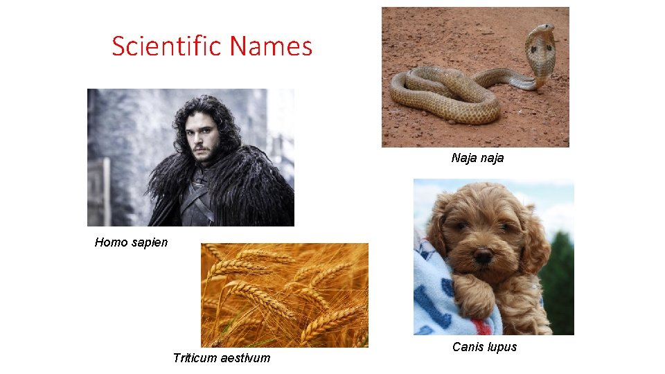 Scientific Names Naja naja Homo sapien Triticum aestivum Canis lupus 