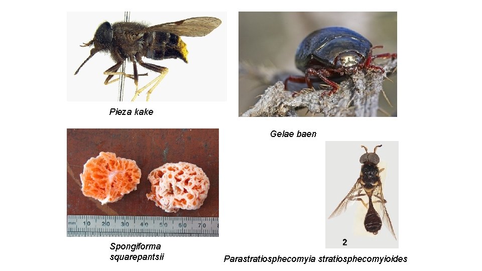 Pieza kake Gelae baen Spongiforma squarepantsii Parastratiosphecomyia stratiosphecomyioides 