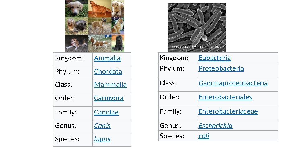 Chordata Kingdom: Phylum: Eubacteria Proteobacteria Class: Mammalia Class: Gammaproteobacteria Order: Carnivora Order: Enterobacteriales Family: