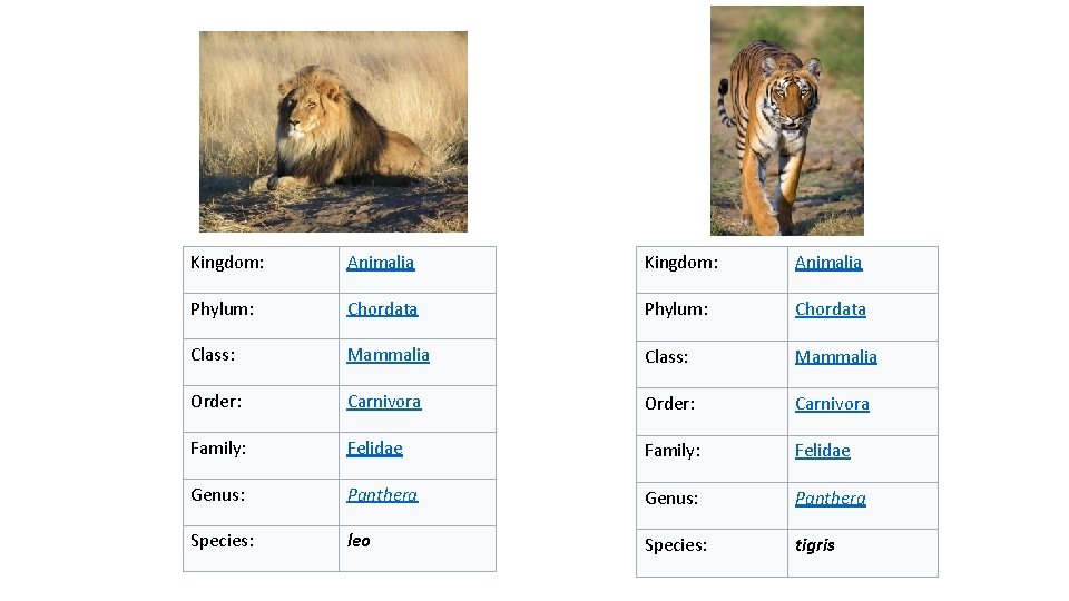 Kingdom: Animalia Phylum: Chordata Class: Mammalia Order: Carnivora Family: Felidae Genus: Panthera Species: leo