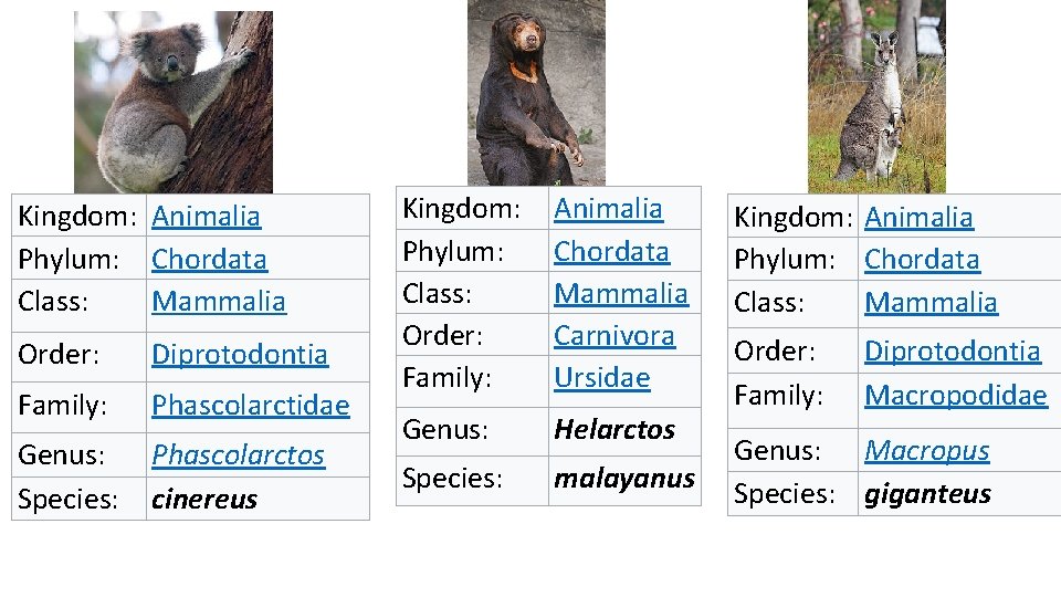Kingdom: Animalia Phylum: Chordata Class: Mammalia Order: Diprotodontia Family: Phascolarctidae Genus: Species: Phascolarctos cinereus