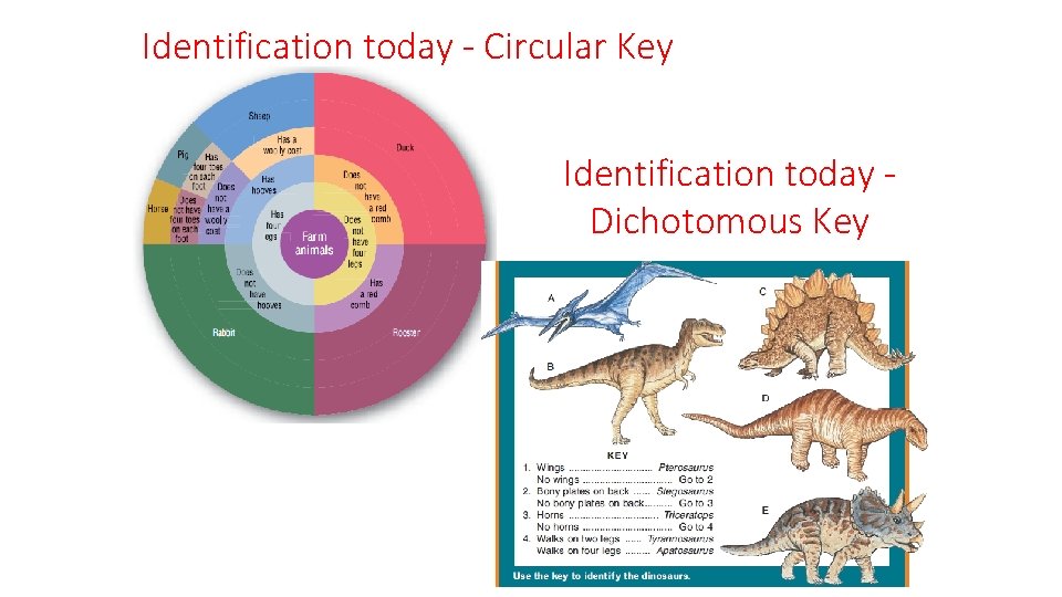 Identification today - Circular Key Identification today Dichotomous Key 