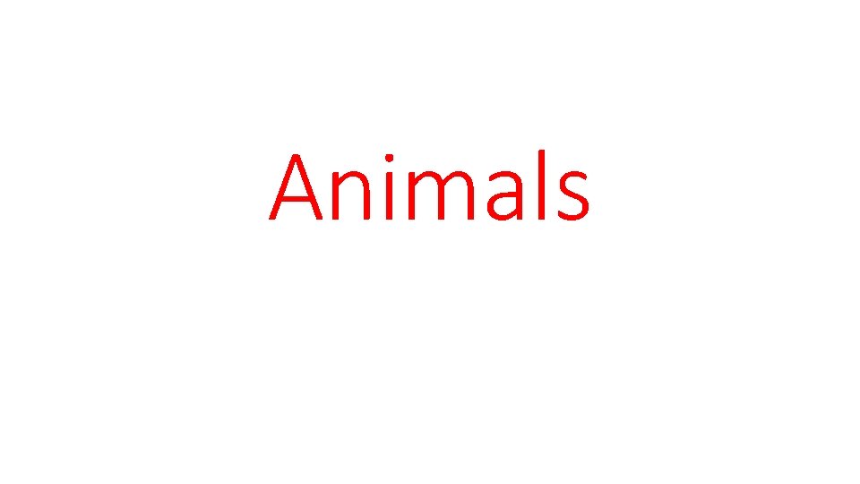 Animals 