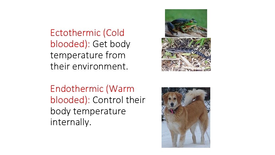 Ectothermic (Cold blooded): Get body temperature from their environment. Endothermic (Warm blooded): Control their