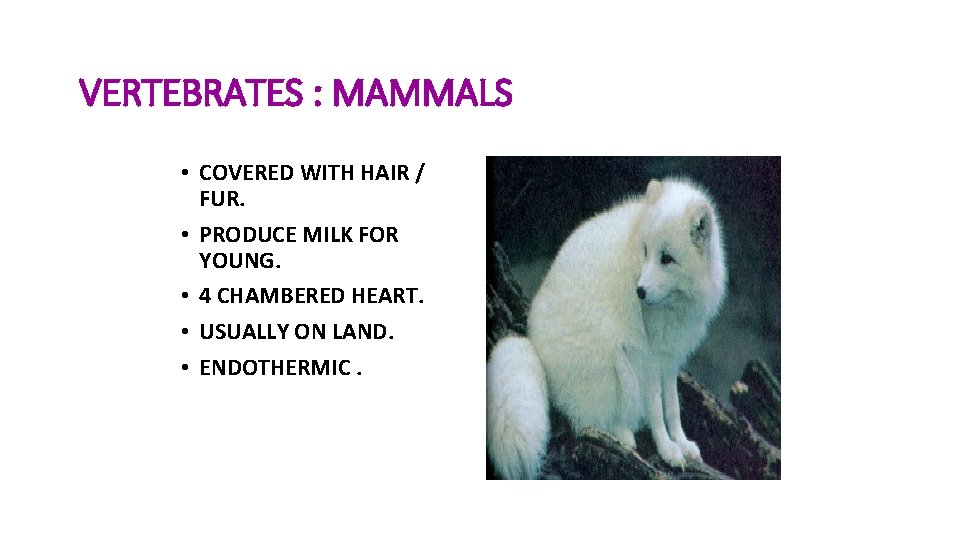 VERTEBRATES : MAMMALS • COVERED WITH HAIR / FUR. • PRODUCE MILK FOR YOUNG.