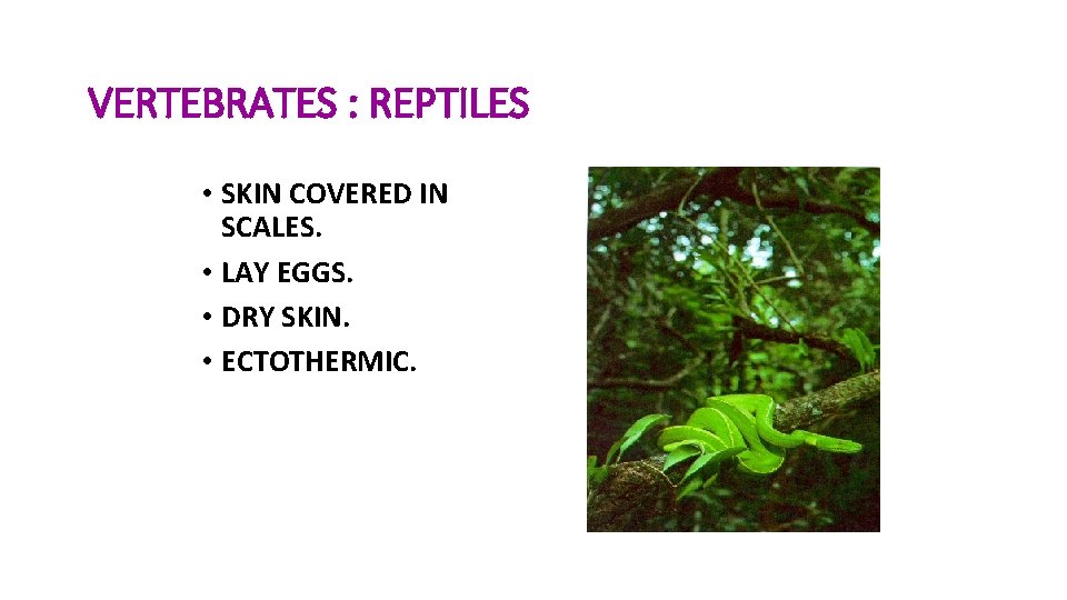 VERTEBRATES : REPTILES • SKIN COVERED IN SCALES. • LAY EGGS. • DRY SKIN.
