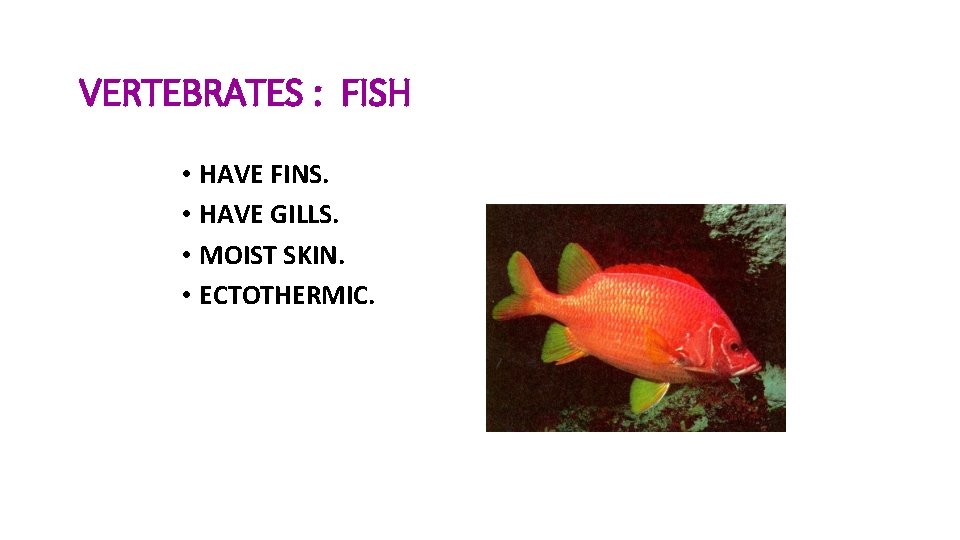 VERTEBRATES : FISH • HAVE FINS. • HAVE GILLS. • MOIST SKIN. • ECTOTHERMIC.