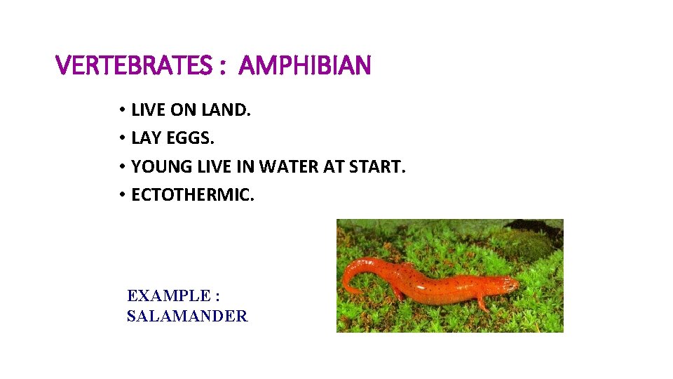 VERTEBRATES : AMPHIBIAN • LIVE ON LAND. • LAY EGGS. • YOUNG LIVE IN