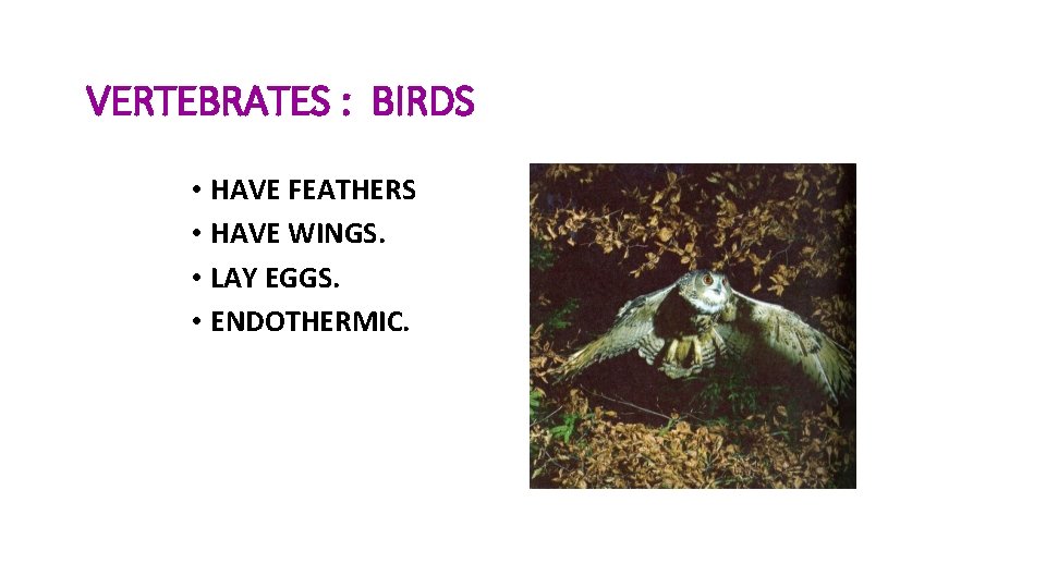 VERTEBRATES : BIRDS • HAVE FEATHERS • HAVE WINGS. • LAY EGGS. • ENDOTHERMIC.