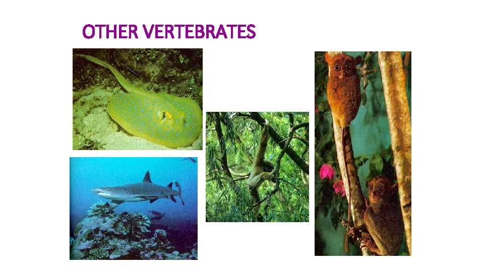 OTHER VERTEBRATES 