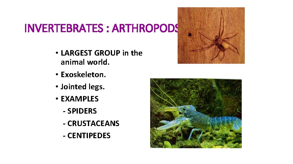 INVERTEBRATES : ARTHROPODS • LARGEST GROUP in the animal world. • Exoskeleton. • Jointed