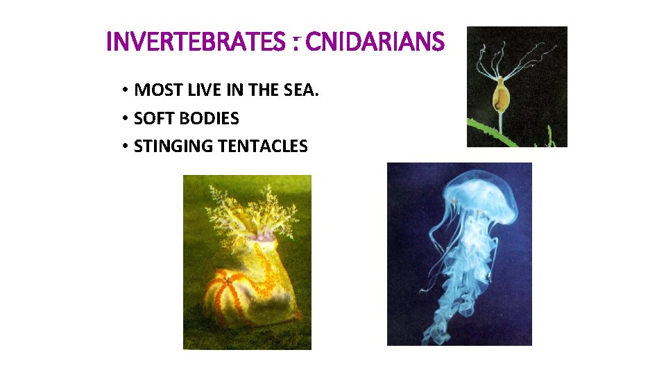 INVERTEBRATES : CNIDARIANS • MOST LIVE IN THE SEA. • SOFT BODIES • STINGING