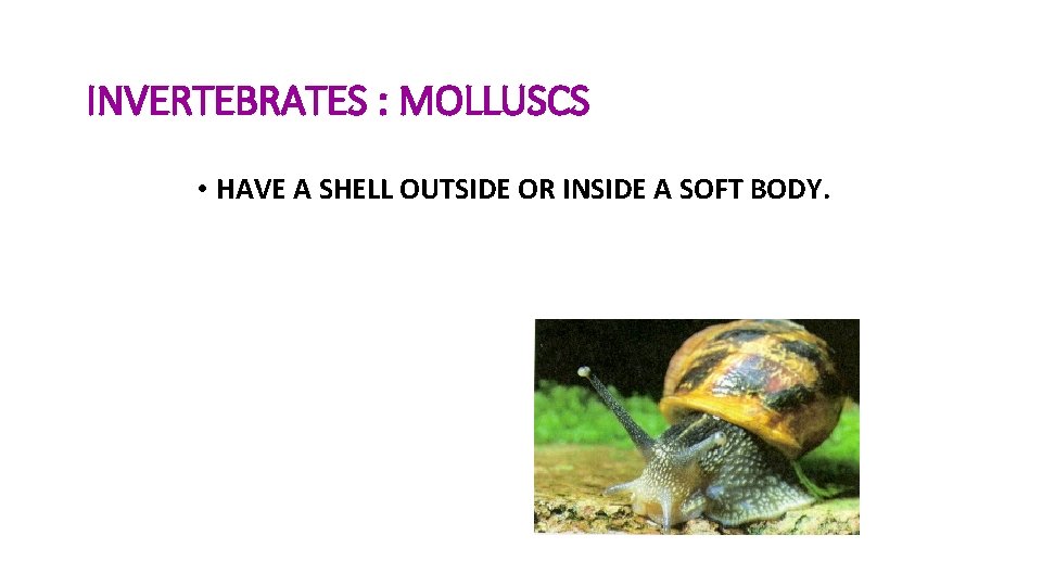 INVERTEBRATES : MOLLUSCS • HAVE A SHELL OUTSIDE OR INSIDE A SOFT BODY. 