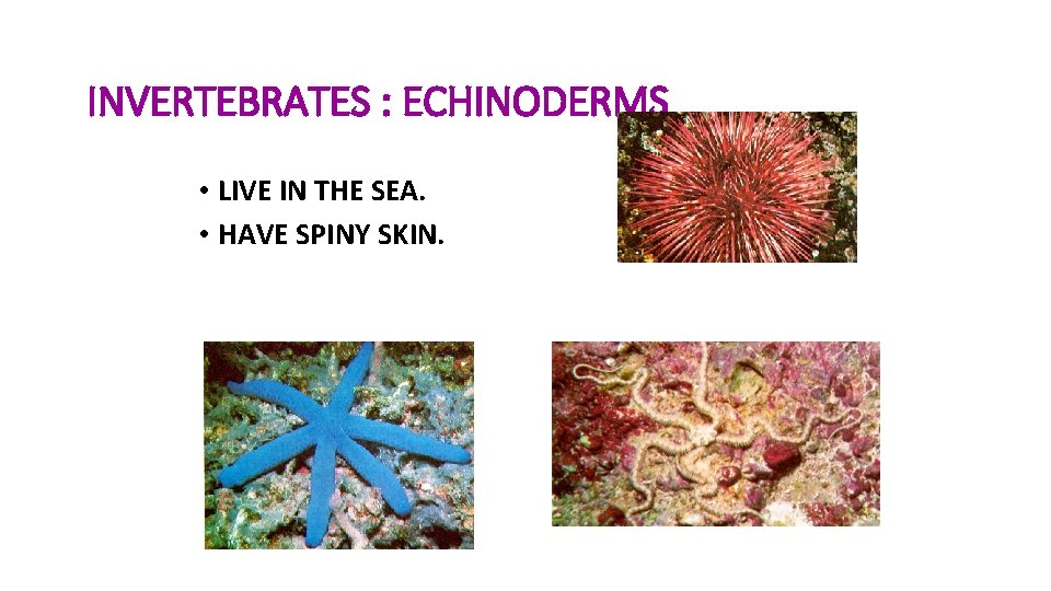 INVERTEBRATES : ECHINODERMS • LIVE IN THE SEA. • HAVE SPINY SKIN. 