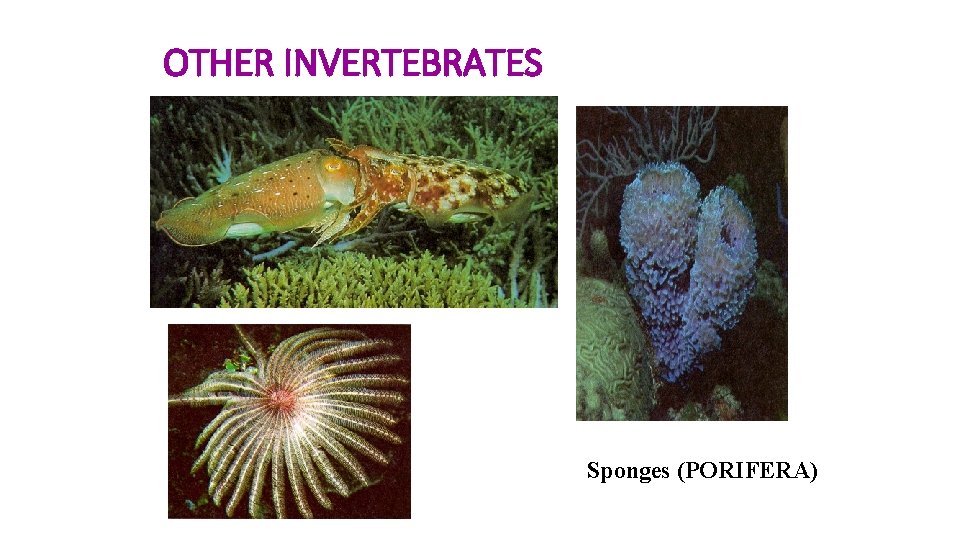 OTHER INVERTEBRATES Sponges (PORIFERA) 
