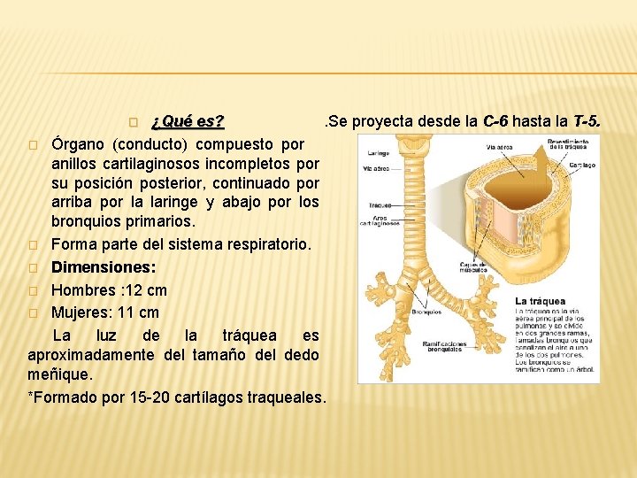¿Qué es? . Se proyecta desde la C-6 hasta la T-5. � Órgano (conducto) ¿Qué es? . Se proyecta desde la C-6 hasta la T-5. � Órgano (conducto)