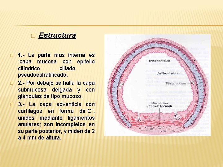 � � Estructura 1. - La parte mas interna es : capa mucosa con � � Estructura 1. - La parte mas interna es : capa mucosa con
