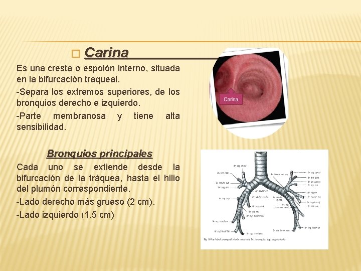 � Carina Es una cresta o espolón interno, situada en la bifurcación traqueal. -Separa � Carina Es una cresta o espolón interno, situada en la bifurcación traqueal. -Separa