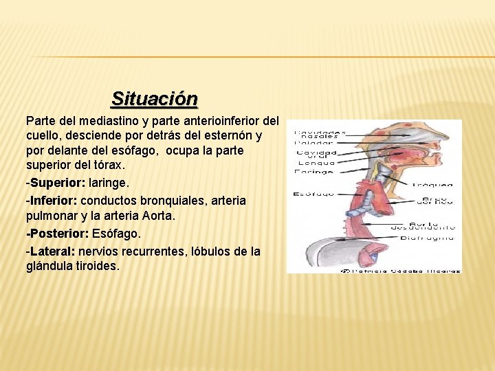 Situación Parte del mediastino y parte anterioinferior del cuello, desciende por detrás del esternón Situación Parte del mediastino y parte anterioinferior del cuello, desciende por detrás del esternón