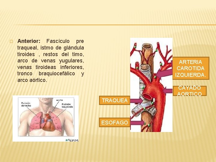 � Anterior: Fascículo pre traqueal, istmo de glándula tiroides , restos del timo, arco � Anterior: Fascículo pre traqueal, istmo de glándula tiroides , restos del timo, arco