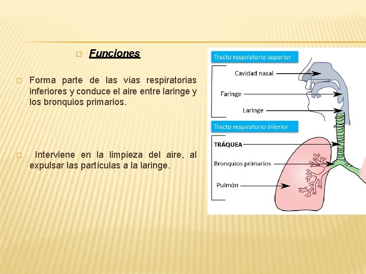 � Funciones � Forma parte de las vías respiratorias inferiores y conduce el aire � Funciones � Forma parte de las vías respiratorias inferiores y conduce el aire