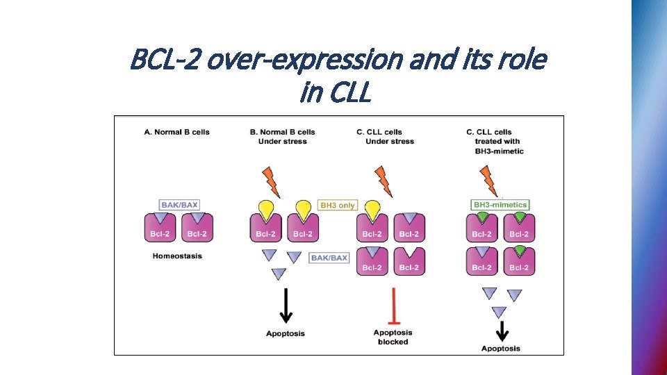 BCL-2 over-expression and its role in CLL 