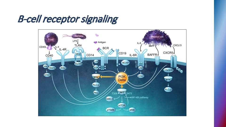 B-cell receptor signaling 