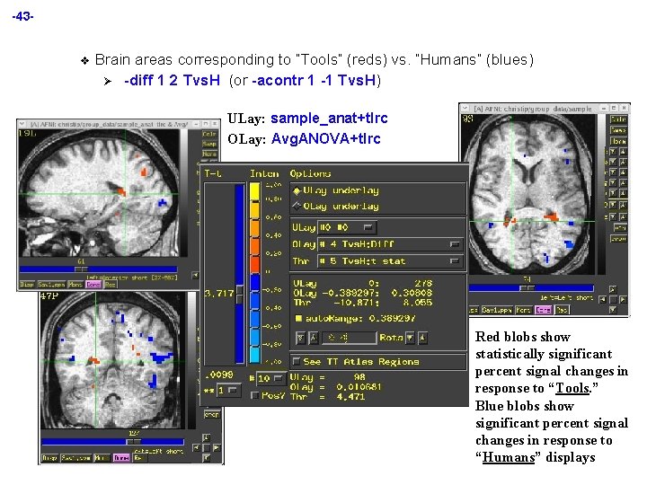 -43 - v Brain areas corresponding to “Tools” (reds) vs. “Humans” (blues) Ø -diff