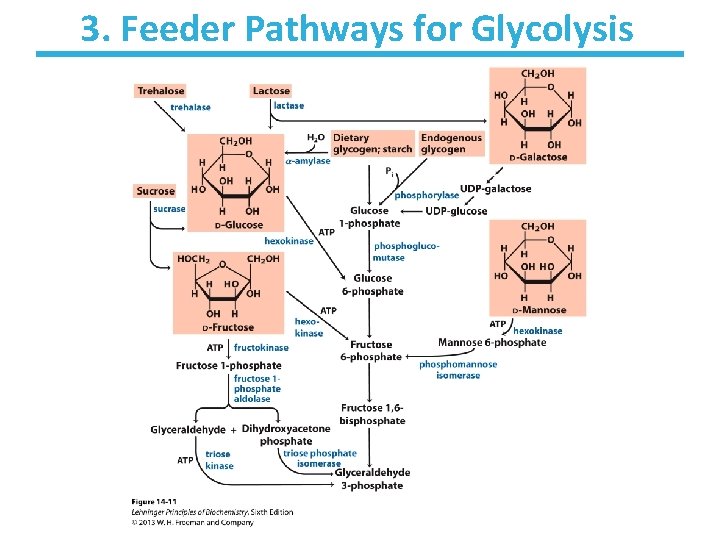 3. Feeder Pathways for Glycolysis 