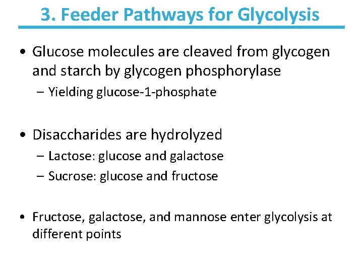 3. Feeder Pathways for Glycolysis • Glucose molecules are cleaved from glycogen and starch