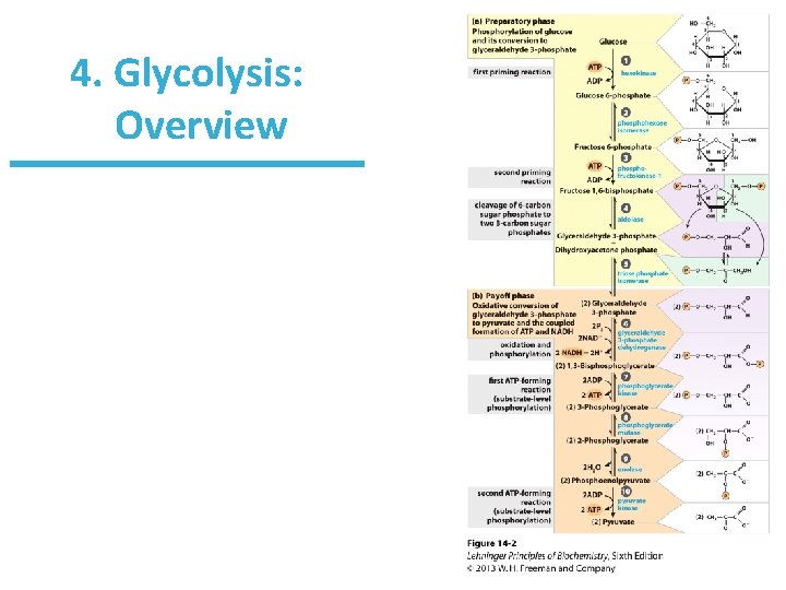 4. Glycolysis: Overview 