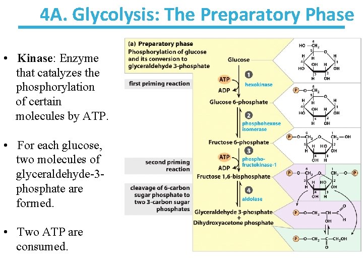 4 A. Glycolysis: The Preparatory Phase • Kinase: Enzyme that catalyzes the phosphorylation of