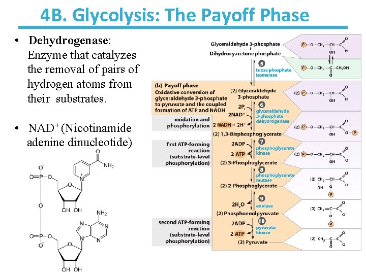 4 B. Glycolysis: The Payoff Phase • Dehydrogenase: Enzyme that catalyzes the removal of