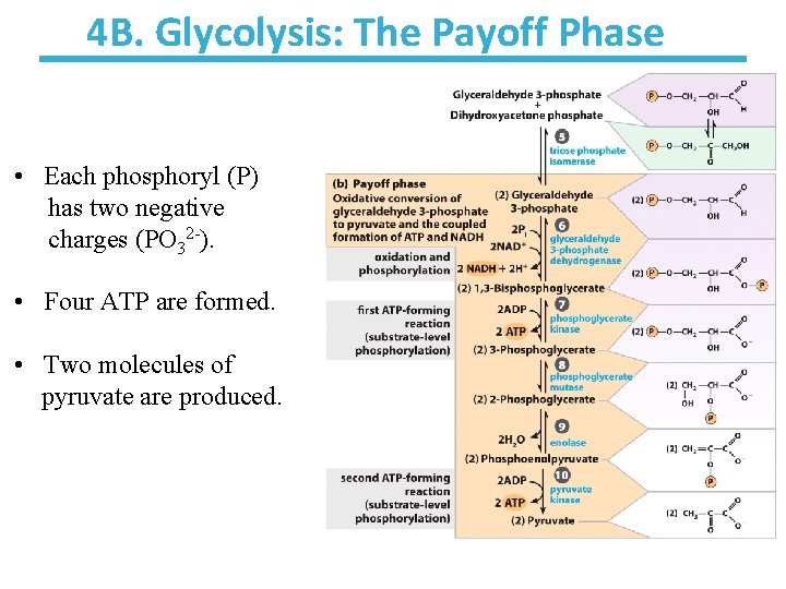4 B. Glycolysis: The Payoff Phase • Each phosphoryl (P) has two negative charges